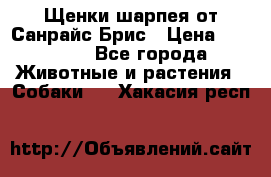 Щенки шарпея от Санрайс Брис › Цена ­ 30 000 - Все города Животные и растения » Собаки   . Хакасия респ.